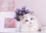 Zara - Ragdoll Cat For Sale - Miami&comma; FL&comma; US