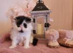 Zlatozar - Persian Cat For Sale - Hollywood&comma; FL&comma; US