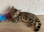 Casper - Bengal Cat For Sale - Miami&comma; FL&comma; US