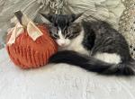 Louisa - Munchkin Cat For Sale - Salem&comma; OR&comma; US