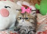 Fifi - Persian Cat For Sale - Fort Worth&comma; TX&comma; US