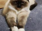 Clover - Ragdoll Cat For Sale - Poplar Grove&comma; IL&comma; US
