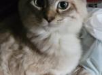 Lynx - Ragdoll Cat For Sale - Poplar Grove&comma; IL&comma; US