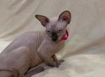 Lola - Sphynx Cat For Sale - Brooklyn&comma; NY&comma; US