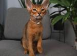 Godiva - Abyssinian Cat For Sale - Brooklyn&comma; NY&comma; US