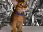 Nikola - Abyssinian Cat For Sale - Brooklyn&comma; NY&comma; US