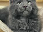 Max - Maine Coon Cat For Sale - Hollywood&comma; FL&comma; US