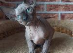 Walter - Sphynx Cat For Sale - Brooklyn&comma; NY&comma; US