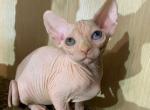 Noel - Sphynx Cat For Sale - Brooklyn&comma; NY&comma; US