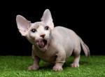 Miles - Bambino Cat For Sale - Brooklyn&comma; NY&comma; US