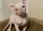Gimbal - Sphynx Cat For Sale - Brooklyn&comma; NY&comma; US