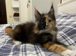 Molly - Maine Coon Cat For Sale - Brooklyn&comma; NY&comma; US