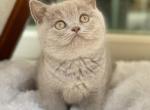 Mason - British Shorthair Cat For Sale - Vancouver&comma; WA&comma; US