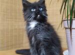 Azul - Maine Coon Cat For Sale - Brighton&comma; CO&comma; US