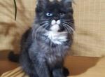 Bonita - Maine Coon Cat For Sale - Brighton&comma; CO&comma; US
