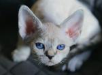 Irbis - Devon Rex Cat For Sale - Hollywood&comma; FL&comma; US