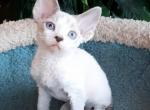 Gavroche - Devon Rex Cat For Sale - Hollywood&comma; FL&comma; US