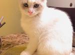 AngelinaBallerina - Scottish Fold Cat For Sale - WI&comma; US