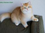 Shantaren Shakh Adem - British Shorthair Cat For Sale - CA&comma; US