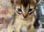 Felix - Abyssinian Cat For Sale - Staten Island&comma; NY&comma; US