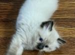 Beautiful - Ragdoll Cat For Sale - Mount Joy&comma; PA&comma; US