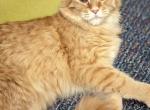 Helen - Maine Coon Cat For Sale - Staten Island&comma; NY&comma; US