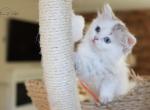 K I T K A T - Scottish Straight Cat For Sale - Fontana&comma; CA&comma; US