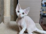 Snowflake - Devon Rex Cat For Sale - Brooklyn&comma; NY&comma; US