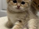 Litter B - Scottish Fold Cat For Sale - Staten Island&comma; NY&comma; US