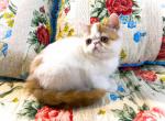 Jinxy Ready for Christmas - Exotic Cat For Sale - Pineville&comma; LA&comma; US