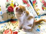 Dorothy Genetic Perfection Show Quality - Exotic Cat For Sale - Pineville&comma; LA&comma; US