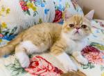 Flash Genetic Perfection Show Quality - Exotic Cat For Sale - Pineville&comma; LA&comma; US