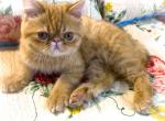 Remy Genetic Perfection Show Quality - Persian Cat For Sale - Pineville&comma; LA&comma; US