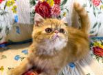 Blanche Purrfect christmas gift - Exotic Cat For Sale - Pineville&comma; LA&comma; US