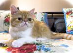Sophia Genetic Perfection Show Quality - Persian Cat For Sale - Pineville&comma; LA&comma; US