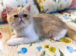 Rose Genetic Perfection Show Quality - Exotic Cat For Sale - Pineville&comma; LA&comma; US