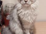 Krista - Maine Coon Cat For Sale - Staten Island&comma; NY&comma; US