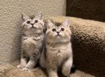 Honey - British Shorthair Cat For Sale - Rancho Cucamonga&comma; CA&comma; US