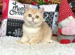 Madonna - British Shorthair Cat For Sale - Miami&comma; FL&comma; US