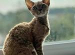 Wicky - Devon Rex Cat For Sale - Hollywood&comma; FL&comma; US
