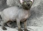 Trinity - Sphynx Cat For Sale - Pembroke Pines&comma; FL&comma; US