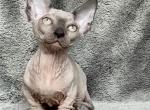 Elvis - Bambino Cat For Sale - Pembroke Pines&comma; FL&comma; US