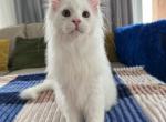 Winford - Maine Coon Cat For Sale - Hollywood&comma; FL&comma; US