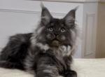 Renata - Maine Coon Cat For Sale - Hollywood&comma; FL&comma; US