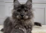 Roxolana - Maine Coon Cat For Sale - Hollywood&comma; FL&comma; US