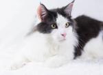 OLIVER Big Boss - Maine Coon Cat For Sale - Brooklyn&comma; NY&comma; US