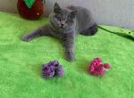 Blue british shorthair gorgeous chunky girl - British Shorthair Cat For Sale - Los Angeles&comma; CA&comma; US