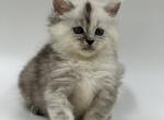 Lana - Maine Coon Cat For Sale - Hollywood&comma; FL&comma; US