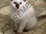 Balinese Chocolate - Balinese Cat For Sale - West Palm Beach&comma; FL&comma; US