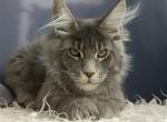 Prestij - Maine Coon Cat For Sale - Miami&comma; FL&comma; US